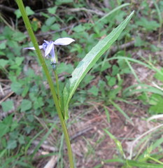 Lobelia anatina