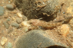 Cottus cognatus