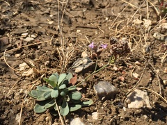 Limonium glomeratum