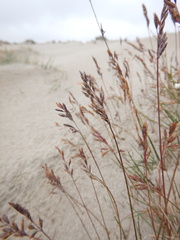 Festuca richardsonii