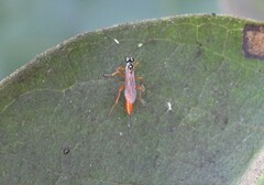 Mesostenus thoracicus