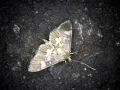 Hemopsis dissipatalis