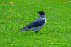 Corvus cornix