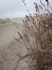 Festuca richardsonii