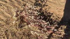Tidestromia lanuginosa