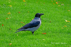 Corvus cornix