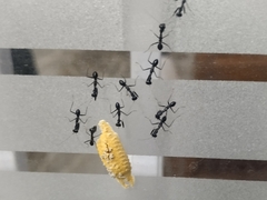 Odontomantis