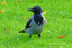 Corvus cornix