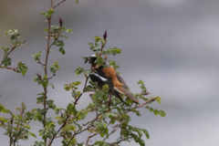 Phoenicurus erythronotus