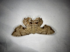 Dysaethria moza