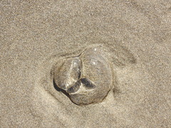 Aequorea victoria