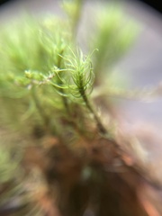 Bartramia pomiformis