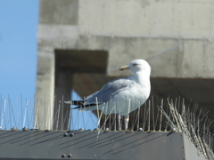 Larus argentatus