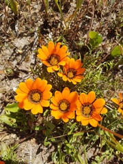 Gazania pectinata