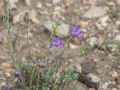 Penstemon linarioides
