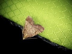Tegulifera bicoloralis