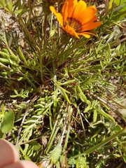 Gazania pectinata