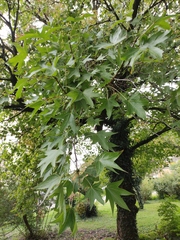 Liquidambar styraciflua