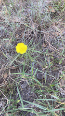 Oenothera berlandieri