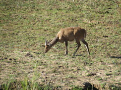 Tragelaphus sylvaticus sylvaticus
