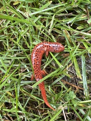 Pseudotriton ruber