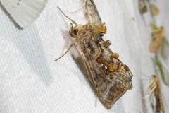 Autographa pulchrina