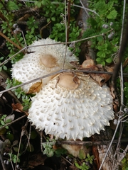 Leucoagaricus nympharum