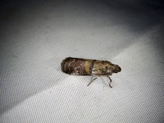 Conobathra tricolorella