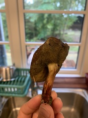 Xerocomellus chrysenteron