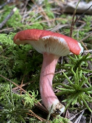 Russula rhodocephala