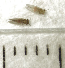 Cryptoneossa triangula