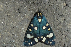 Callimorpha dominula