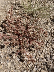 Portulaca halimoides