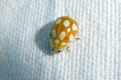 Calvia decemguttata