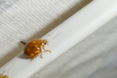 Calvia decemguttata