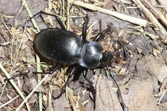 Carabus glabratus
