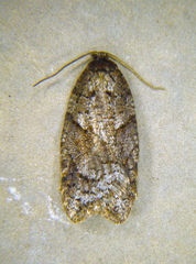 Acleris maccana
