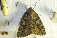Catocala sponsa