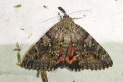 Catocala sponsa