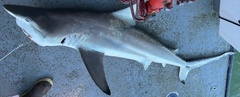 Carcharhinus limbatus