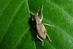 Charagmus gressorius