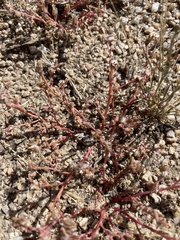 Portulaca halimoides