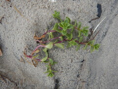 Honckenya peploides diffusa