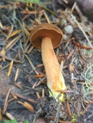 Chalciporus