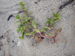 Honckenya peploides diffusa