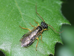 Pamphiliidae