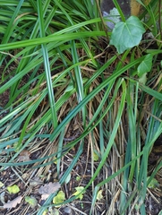 Carex sylvatica