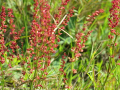 Rumex cordatus