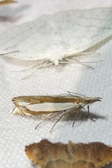 Crambus pascuella