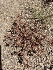 Portulaca halimoides
